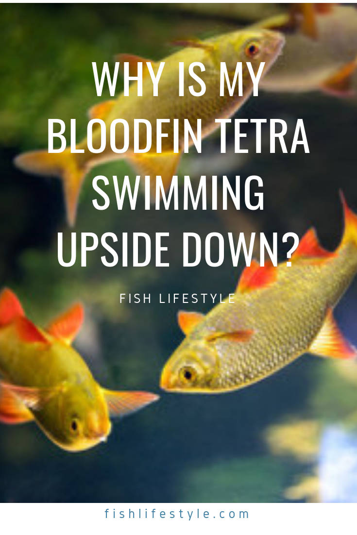 bloodfin tetra swimming upside down