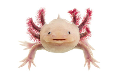 what fish can you put with axolotls