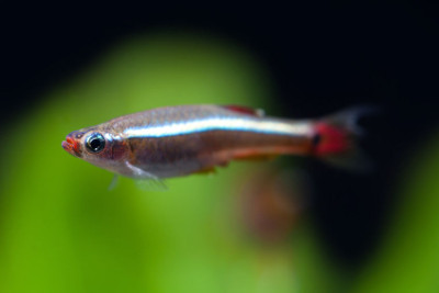 White Cloud Mountain Minnow Care Sheet Fish Lifestyle,Data Entry At Home Jobs Uk