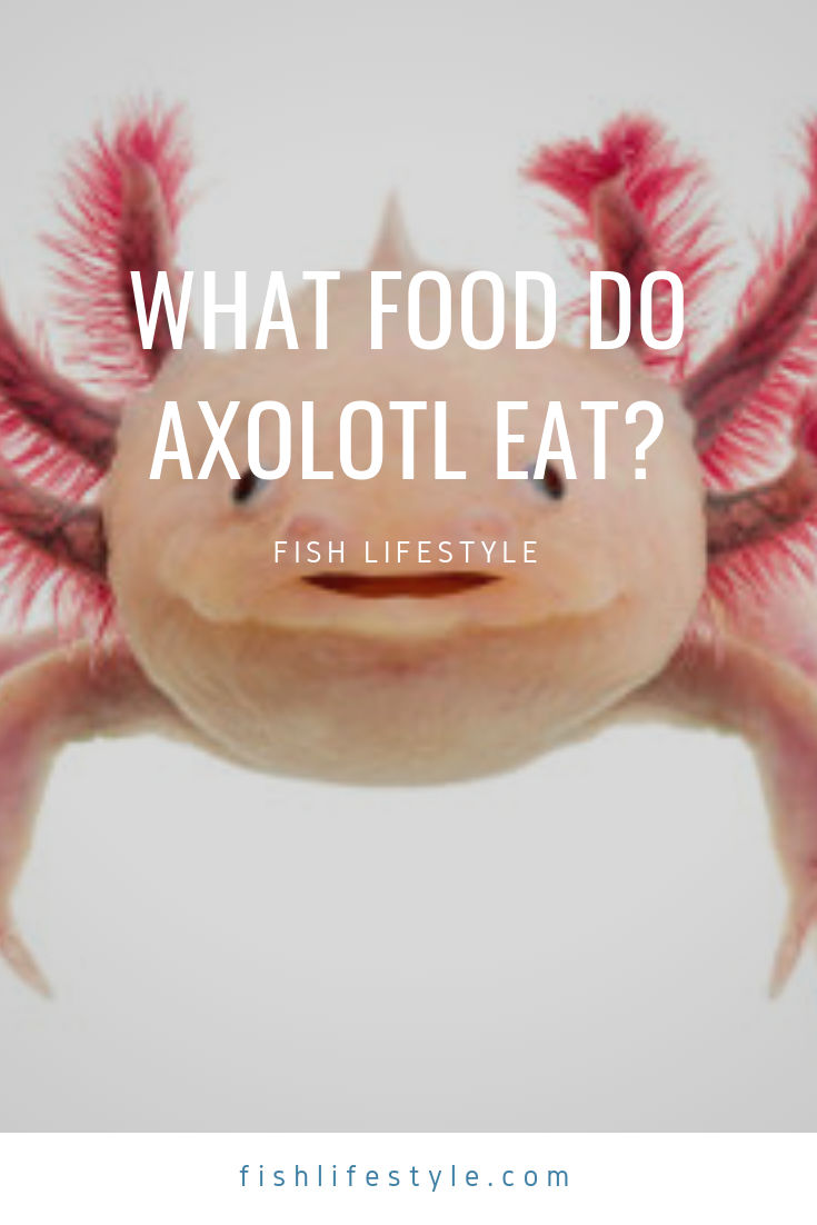 What Food Do Axolotl Eat